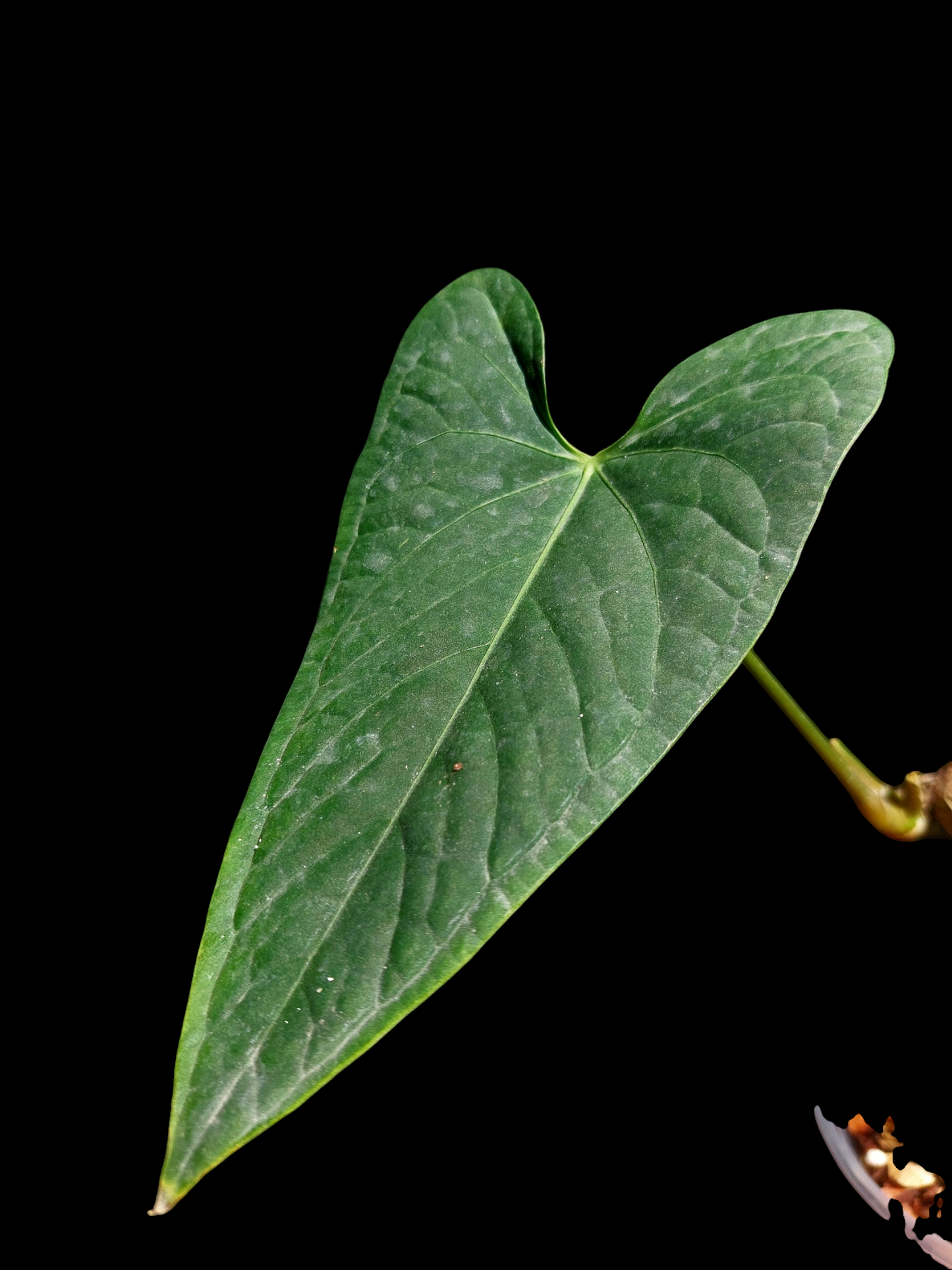 Anthurium sp. "Tarapoto Velvet" Small Size Wild Ecotype 1 Leaf (EXACT PLANT)