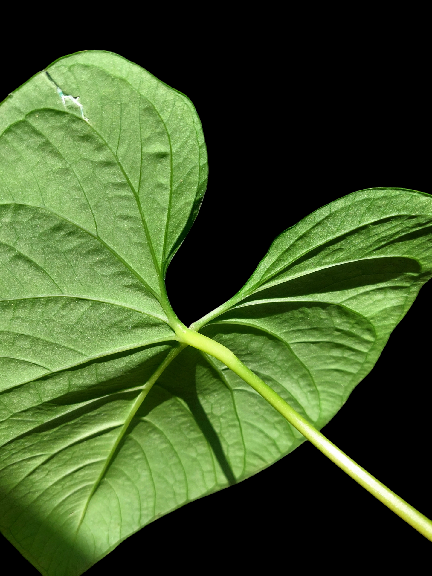 Anthurium sp. 'Huanuquense Velvet' BIG PLANT (EXACT PLANT)