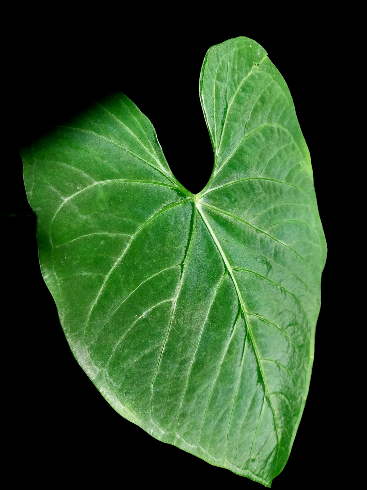 Anthurium sp. 'Huanuquense Velvet' BIG PLANT (EXACT PLANT)