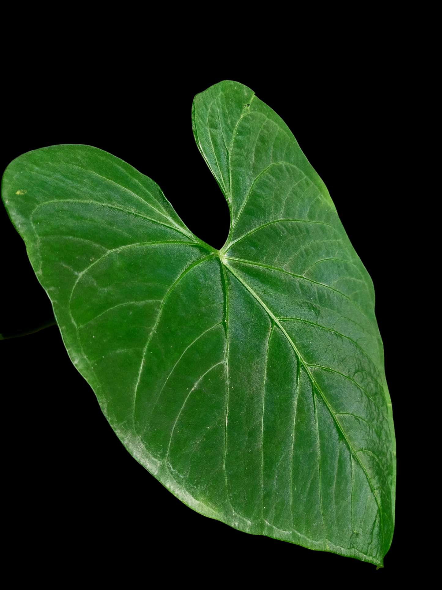 Anthurium sp. 'Huanuquense Velvet' BIG PLANT (EXACT PLANT)