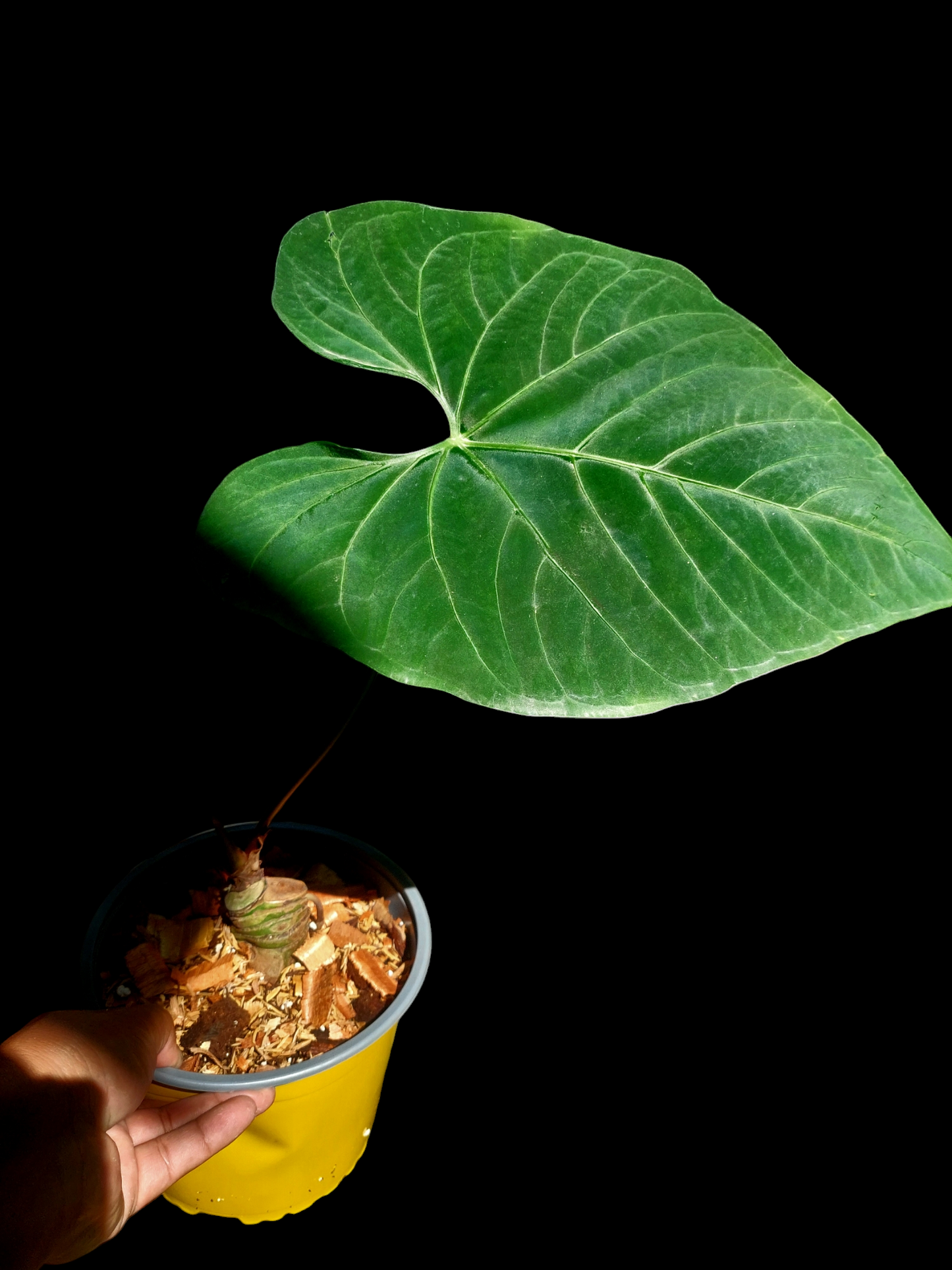 Anthurium sp. 'Huanuquense Velvet' BIG PLANT (EXACT PLANT)