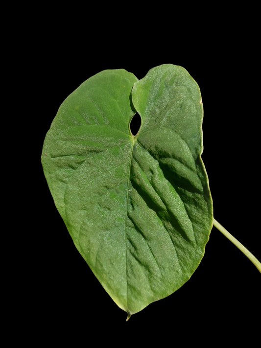 Anthurium Sp. Purple Wild Ecotype (EXACT PLANT)