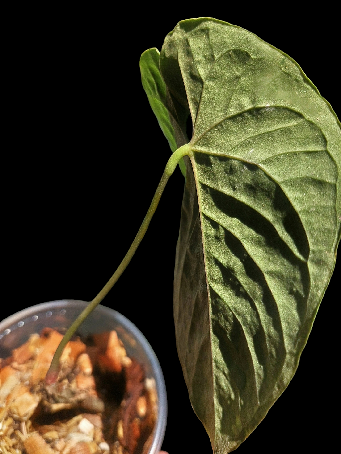 Anthurium Sp. Purple Wild Ecotype (EXACT PLANT)