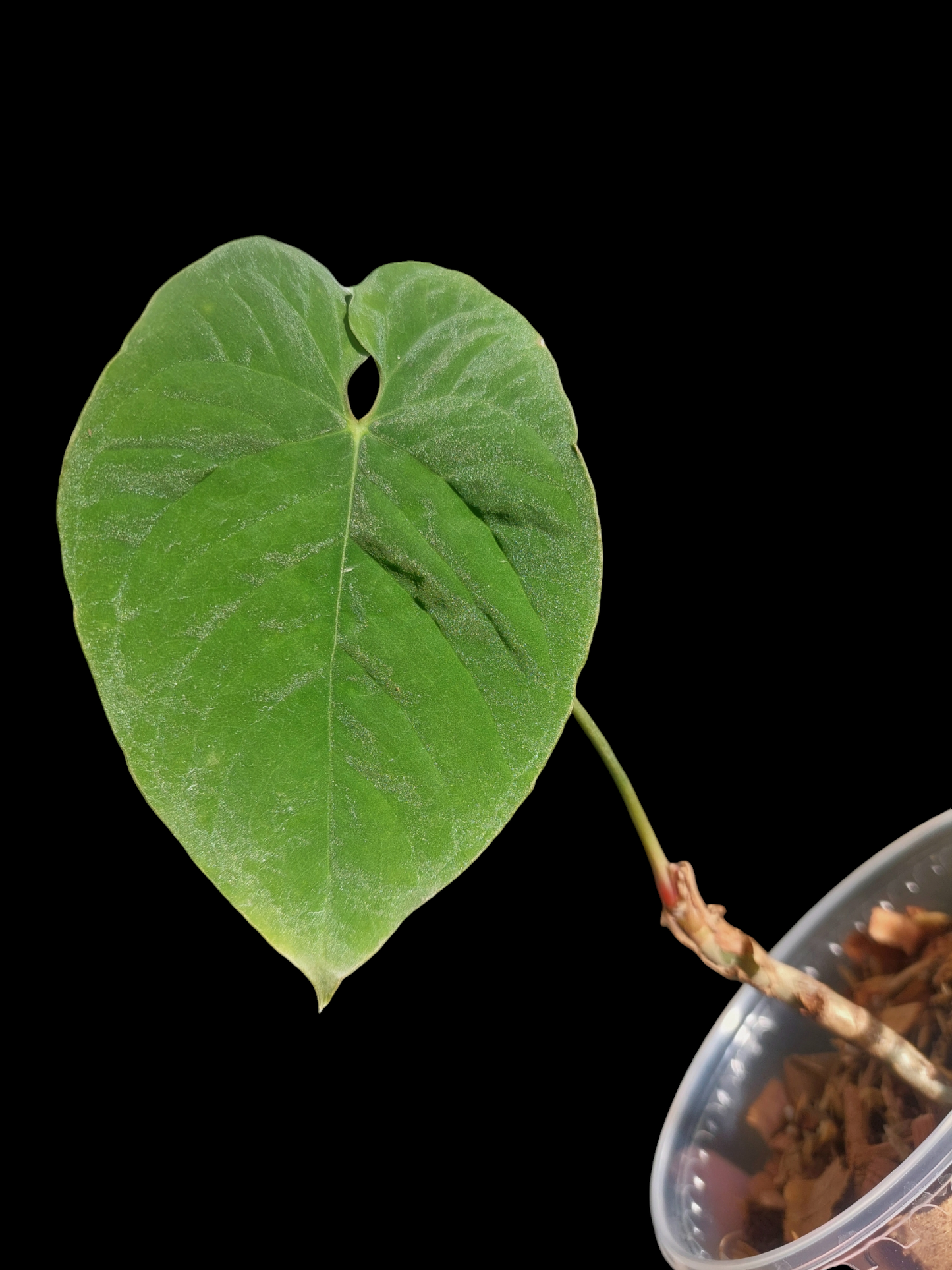 Anthurium Sp. Purple Wild Ecotype (EXACT PLANT)