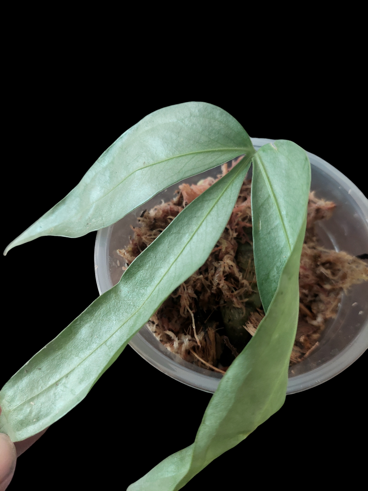 Anthurium sp. "Silver Fingers" Wild Ecotype (EXACT PLANT)