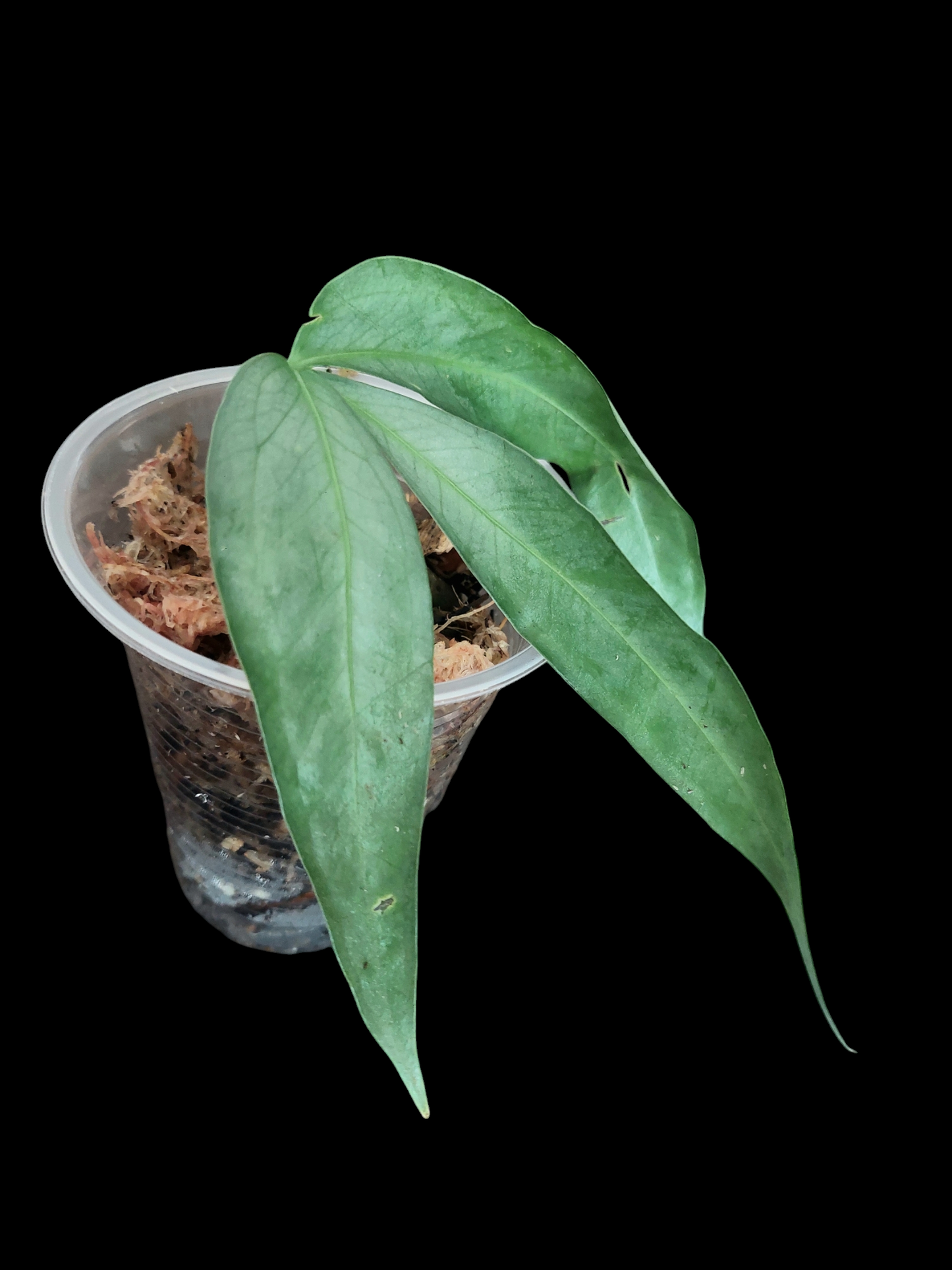 Anthurium sp. "Silver Fingers" Wild Ecotype (EXACT PLANT)