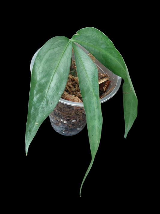 Anthurium sp. "Silver Fingers" Wild Ecotype (EXACT PLANT)