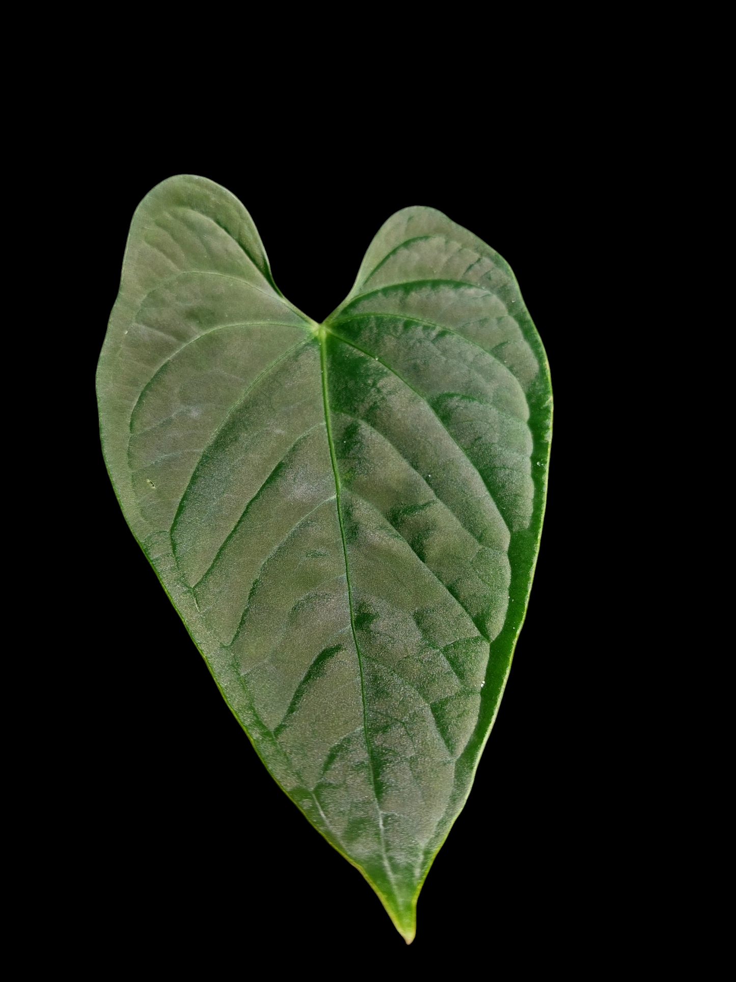 Anthurium sp. "Tarapoto Dark Velvet" Small Size 1 Leaf (EXACT PLANT)