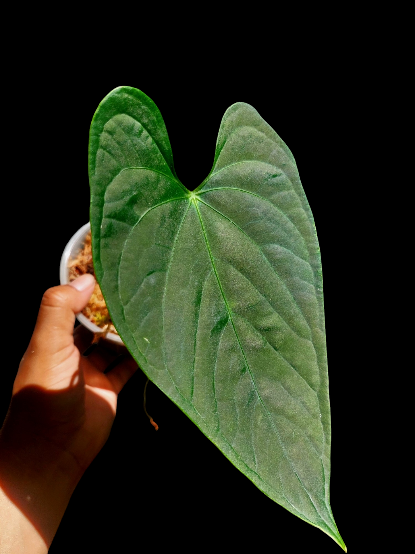 Anthurium sp. "Tarapoto Dark Velvet" Small Size 1 Leaf (EXACT PLANT)