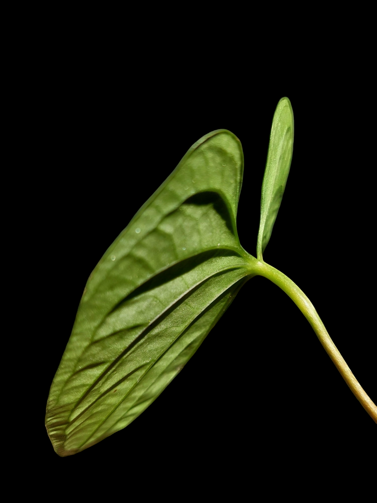 Anthurium sp. "Tarapoto Dark Velvet" Small Size 1 Leaf (EXACT PLANT)