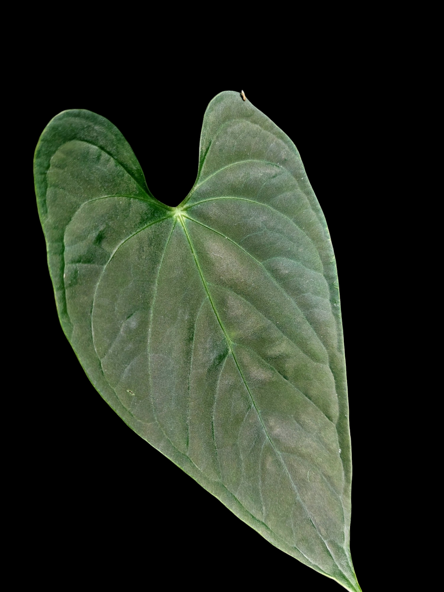 Anthurium sp. "Tarapoto Dark Velvet" Small Size 1 Leaf (EXACT PLANT)