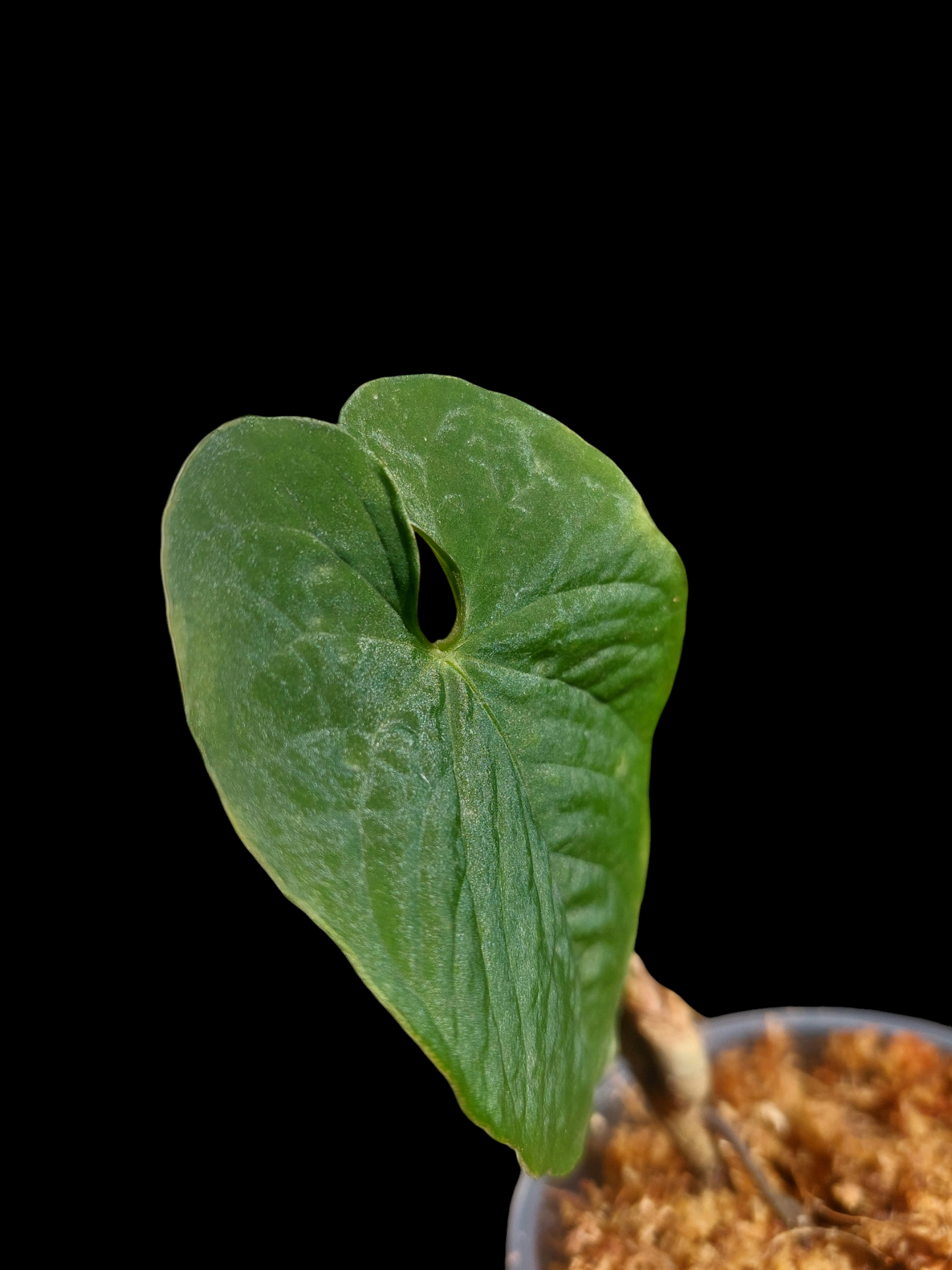 Anthurium Sp. Purple 1 Leaf (EXACT PLANT)