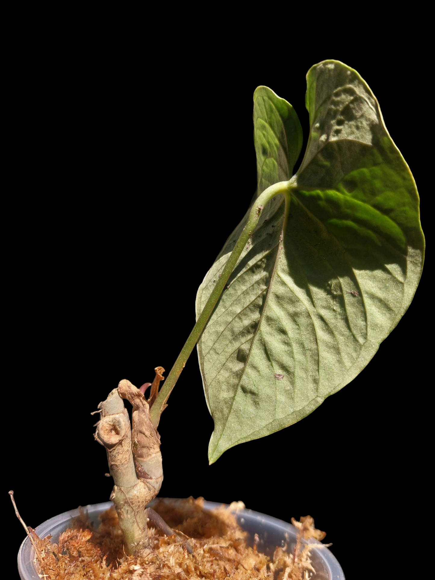 Anthurium Sp. Purple 1 Leaf (EXACT PLANT)