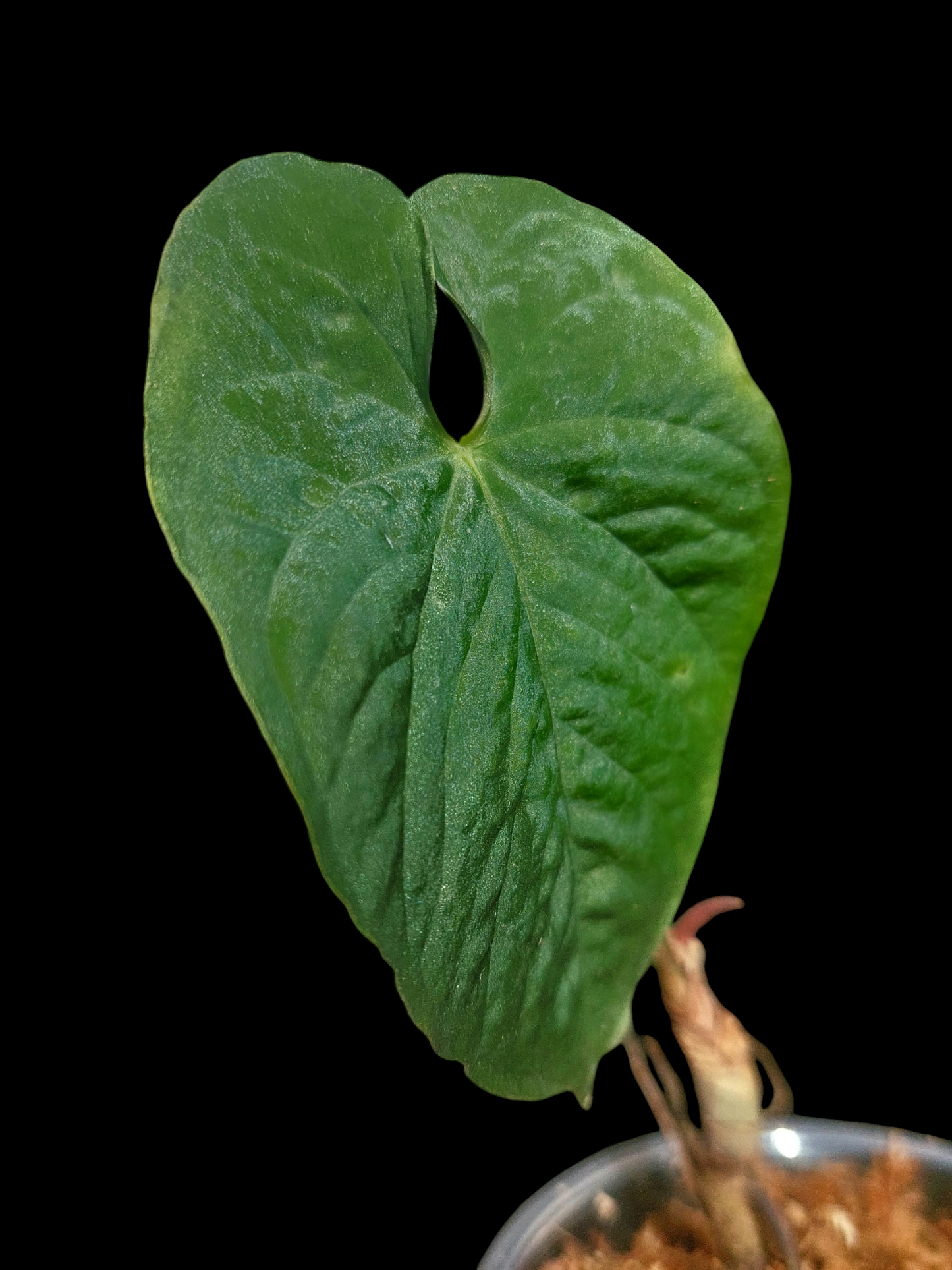 Anthurium Sp. Purple 1 Leaf (EXACT PLANT)