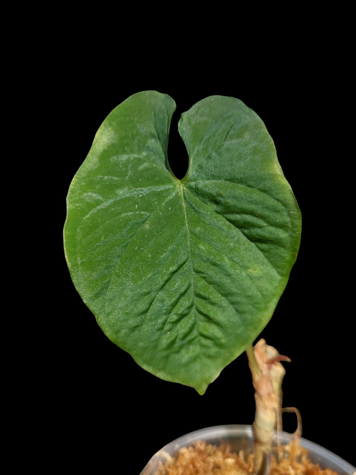 Anthurium Sp. Purple 1 Leaf (EXACT PLANT)