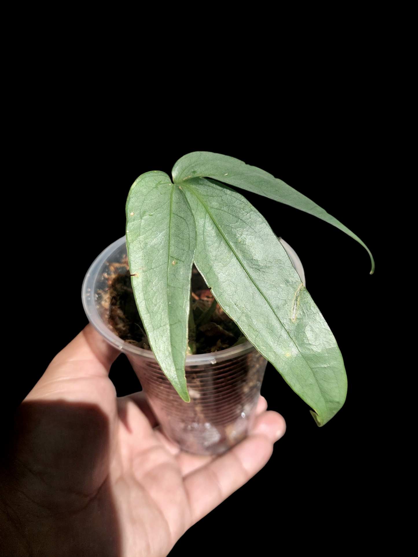 Anthurium sp. "Silver Fingers" 1 Leaf Wild Ecotype (EXACT PLANT)