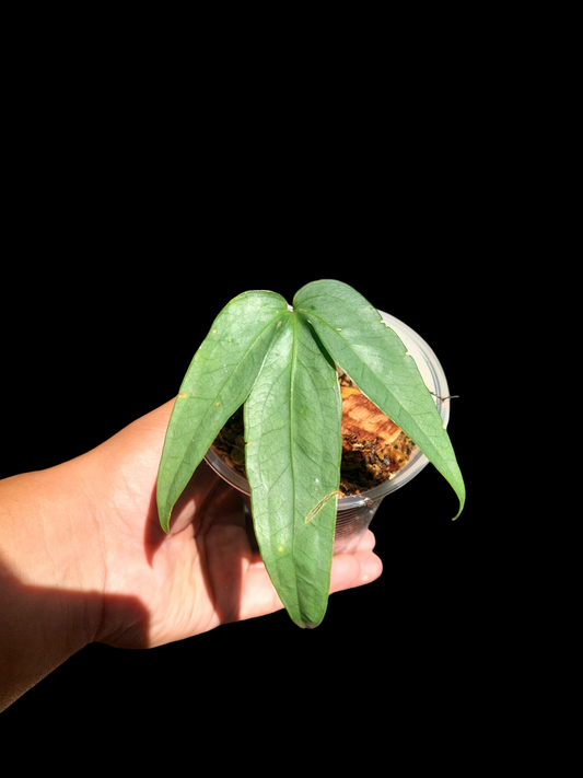 Anthurium sp. "Silver Fingers" 1 Leaf Wild Ecotype (EXACT PLANT)