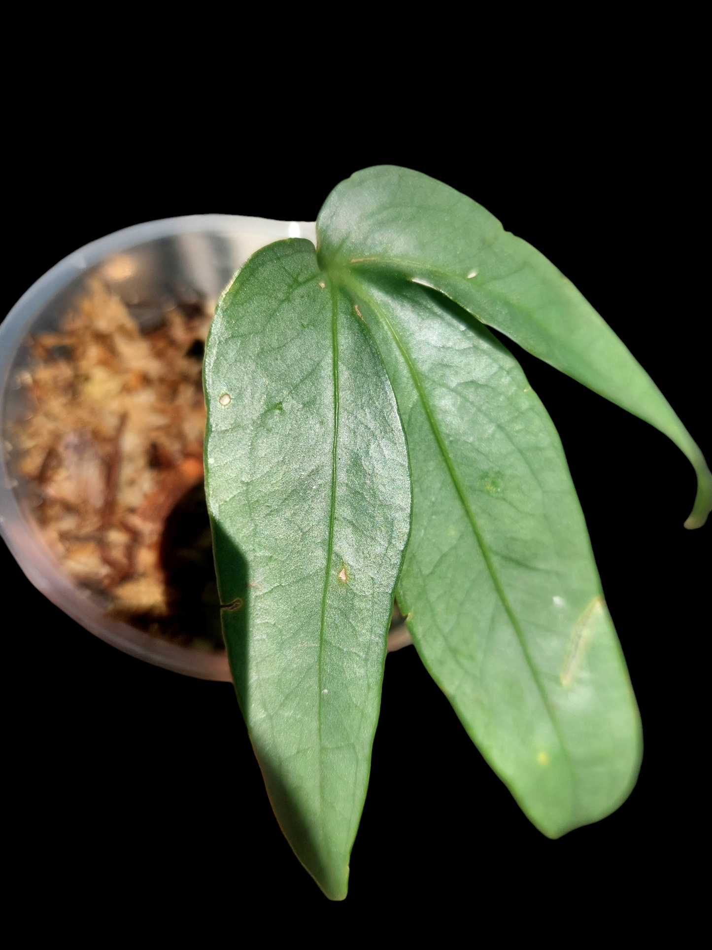 Anthurium sp. "Silver Fingers" 1 Leaf Wild Ecotype (EXACT PLANT)