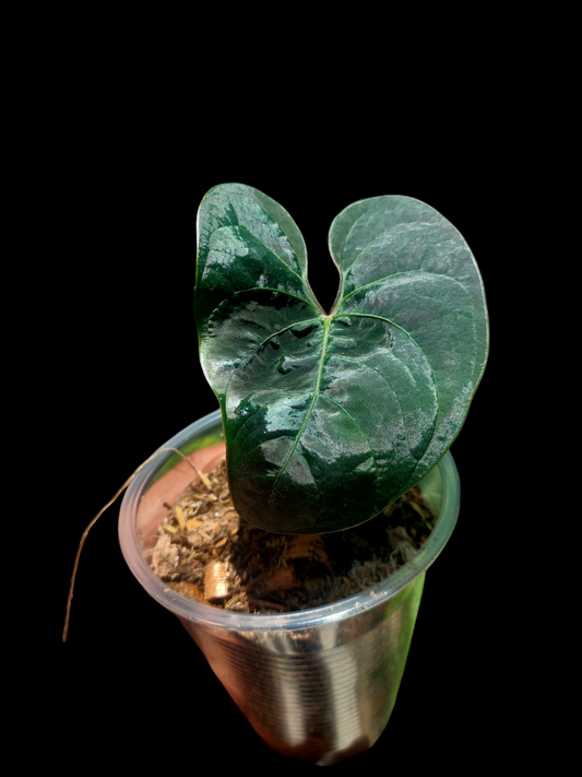 Anthurium sp. 'Huanuco Dark Velvet' Small Size (EXACT PLANT)