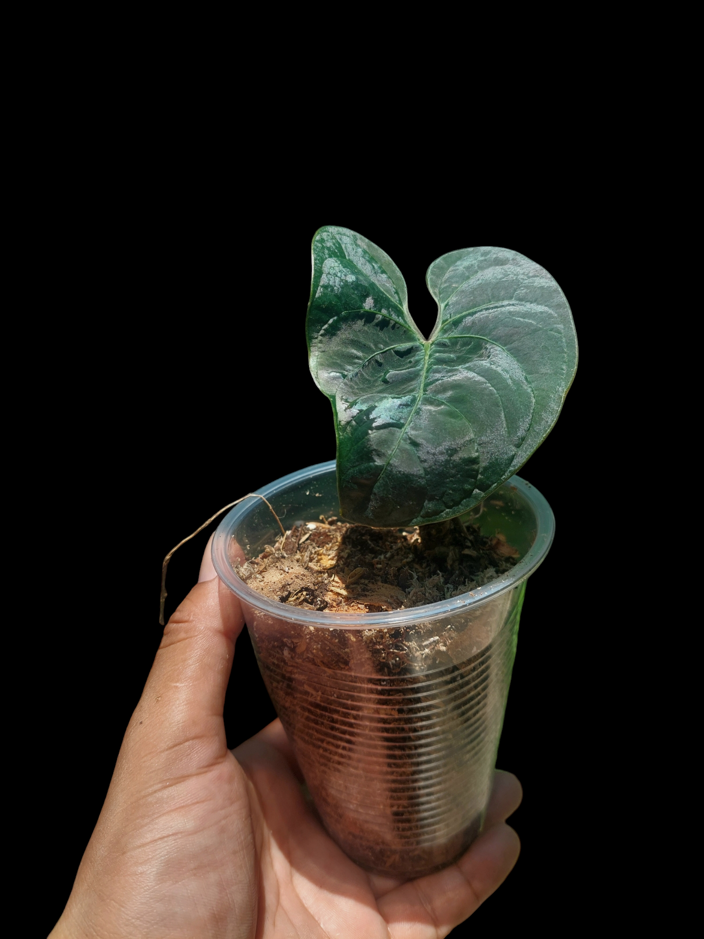 Anthurium sp. 'Huanuco Dark Velvet' Small Size (EXACT PLANT)