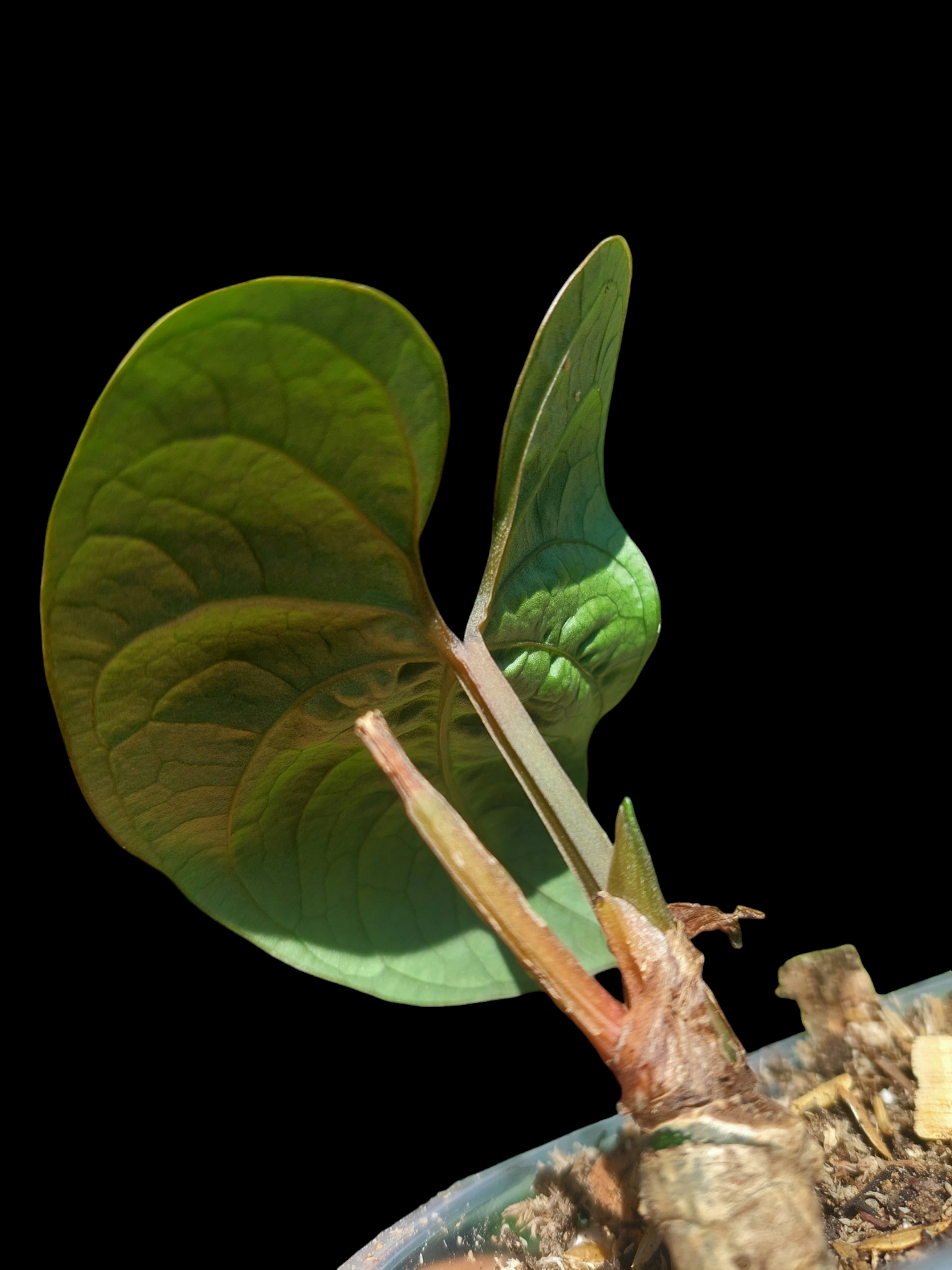 Anthurium sp. 'Huanuco Dark Velvet' Small Size (EXACT PLANT)