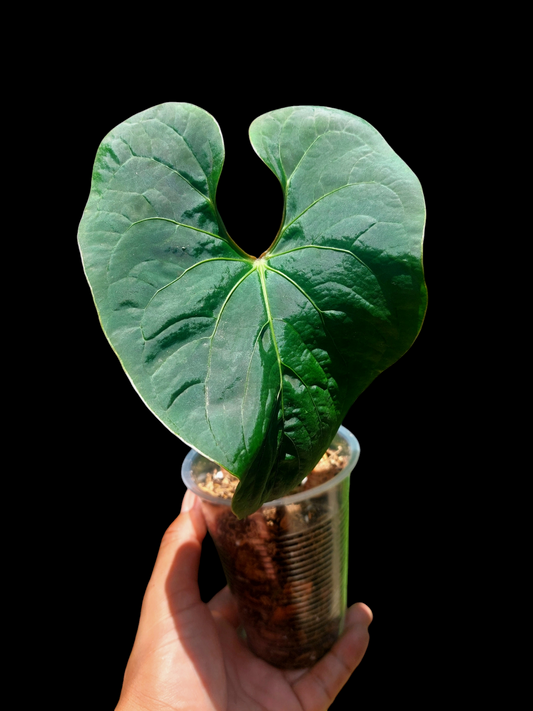 Anthurium sp. 'Huanuco Velvet' Wild Ecotype 1 Leaf (EXACT PLANT)