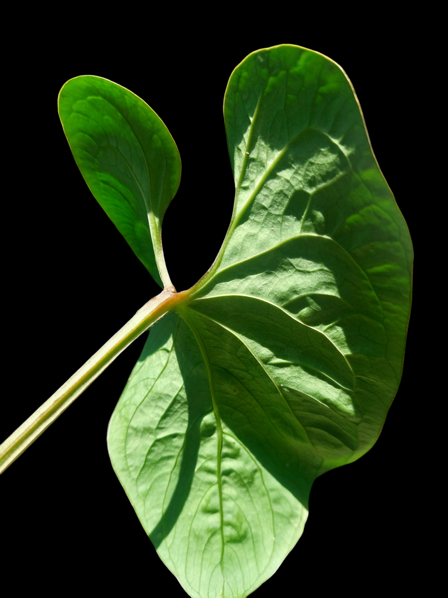 Anthurium sp. 'Huanuco Velvet' Wild Ecotype 1 Leaf (EXACT PLANT)