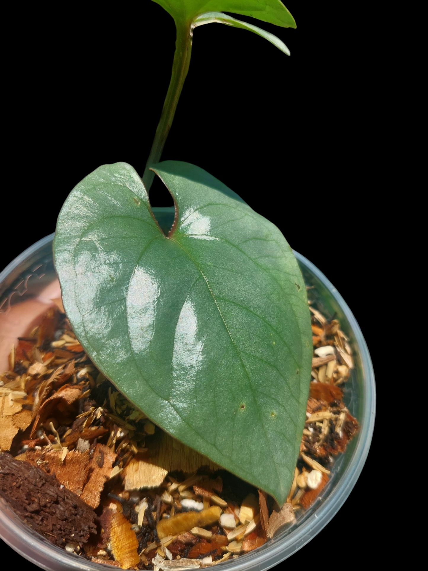 Anthurium sp. Silver Peru Wild Ecotype 2 Leaves (EXACT PLANT)