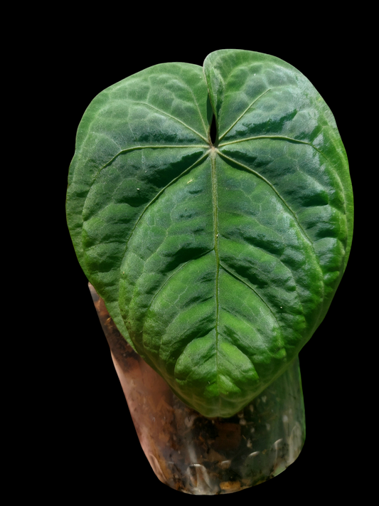 Anthurium Dressleri 'Colon' Wild Ecotype Large Size (EXACT PLANT)