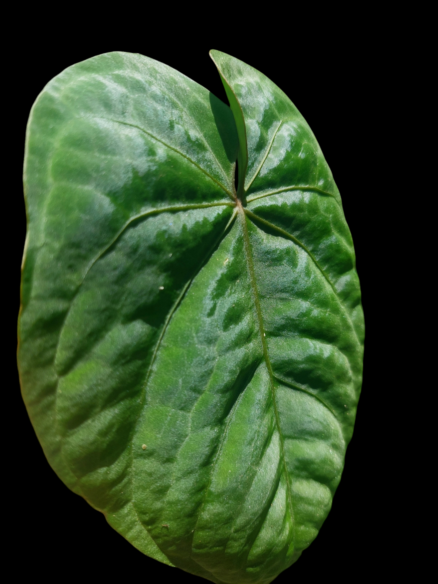 Anthurium Dressleri 'Colon' Wild Ecotype Large Size (EXACT PLANT)