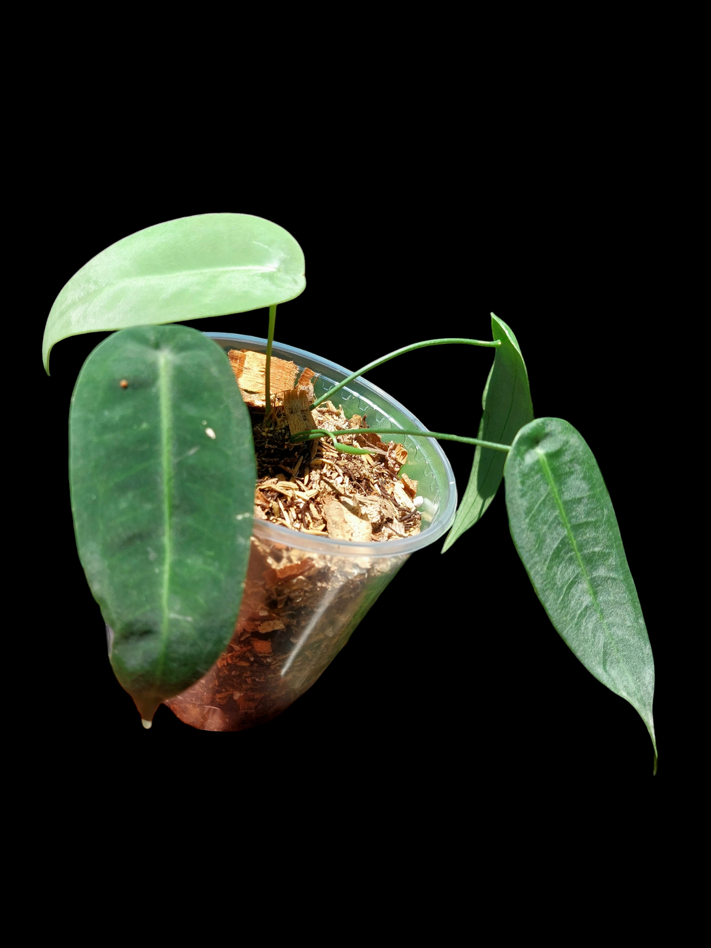 Anthurium sp. "Little Ghost" with 4 Leaves (EXACT PLANT)