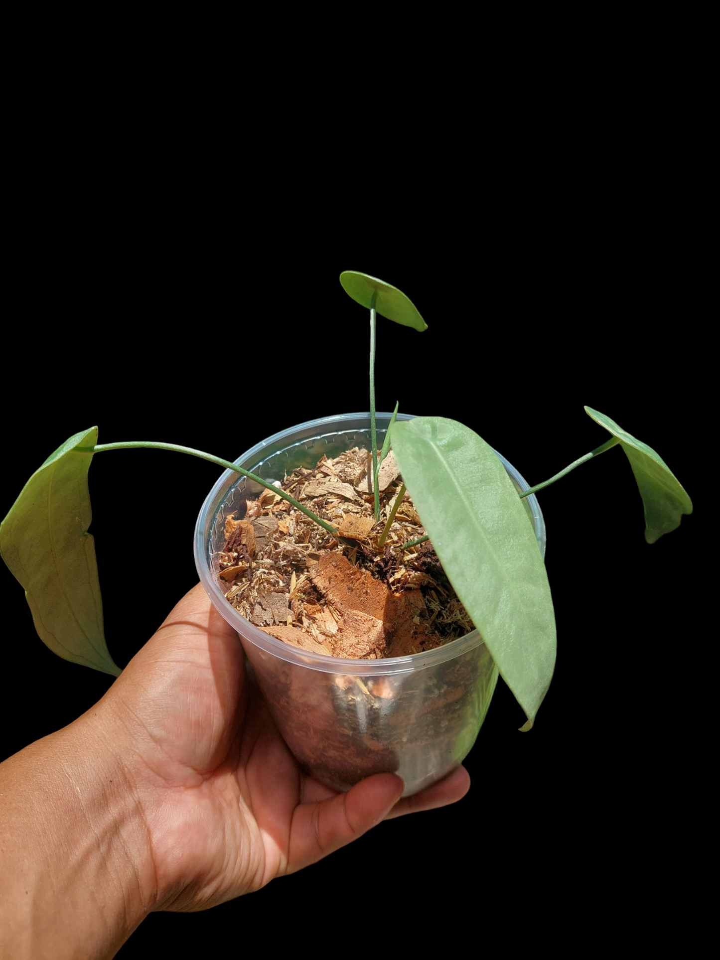 Anthurium sp. "Little Ghost" with 4 Leaves (EXACT PLANT)