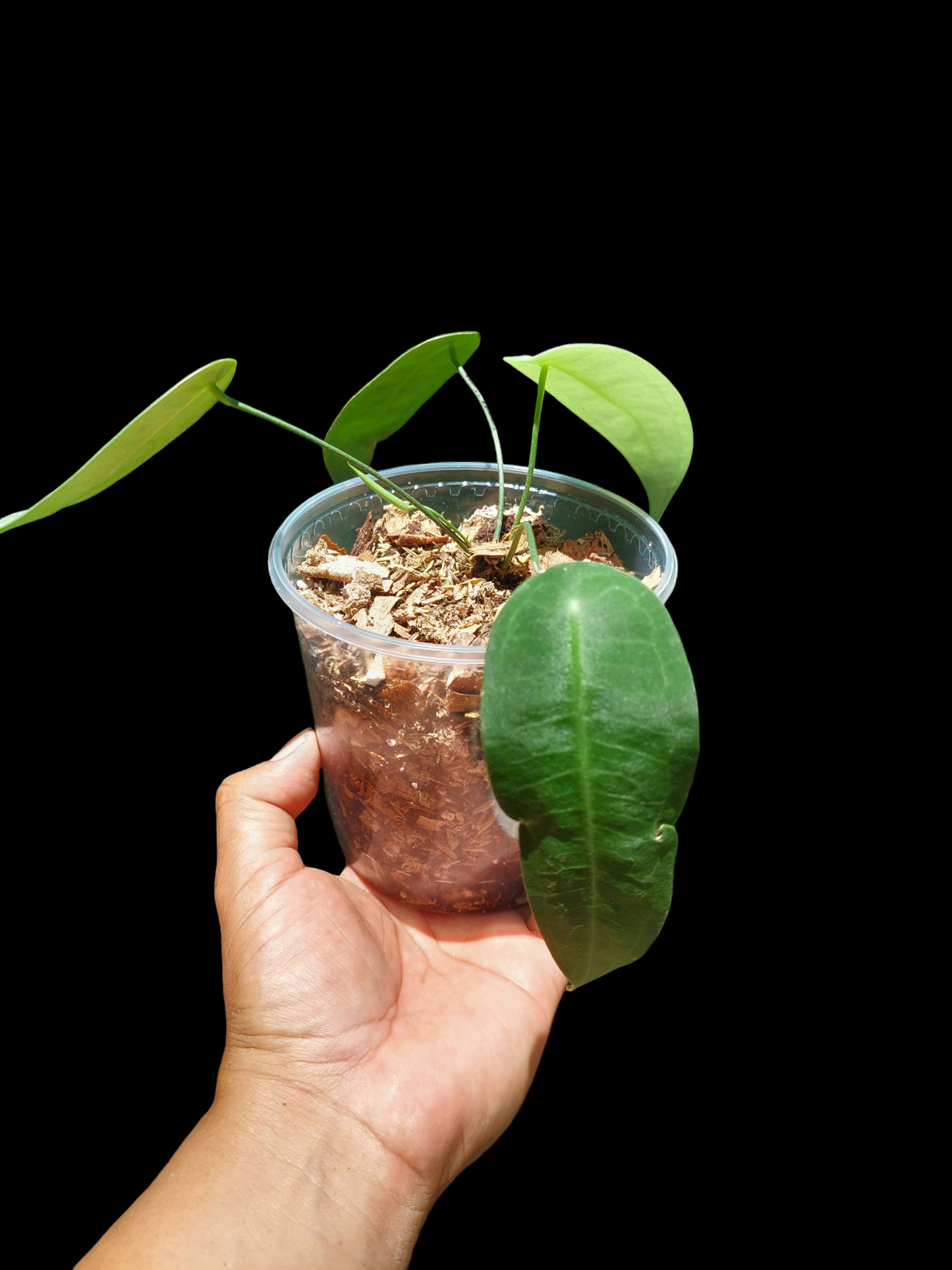 Anthurium sp. "Little Ghost" with 4 Leaves (EXACT PLANT)