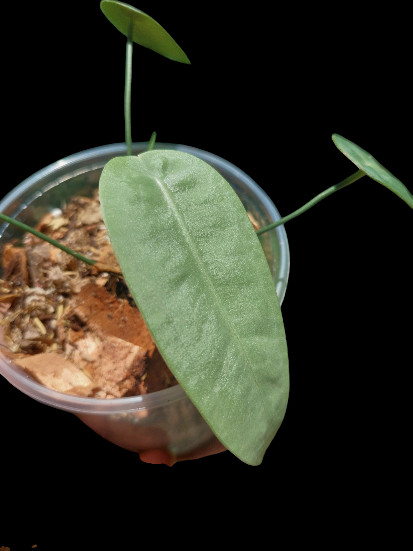 Anthurium sp. "Little Ghost" with 4 Leaves (EXACT PLANT)