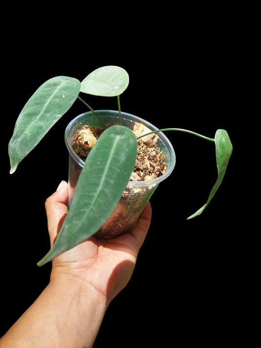 Anthurium sp. "Little Ghost" with 4 Leaves (EXACT PLANT)