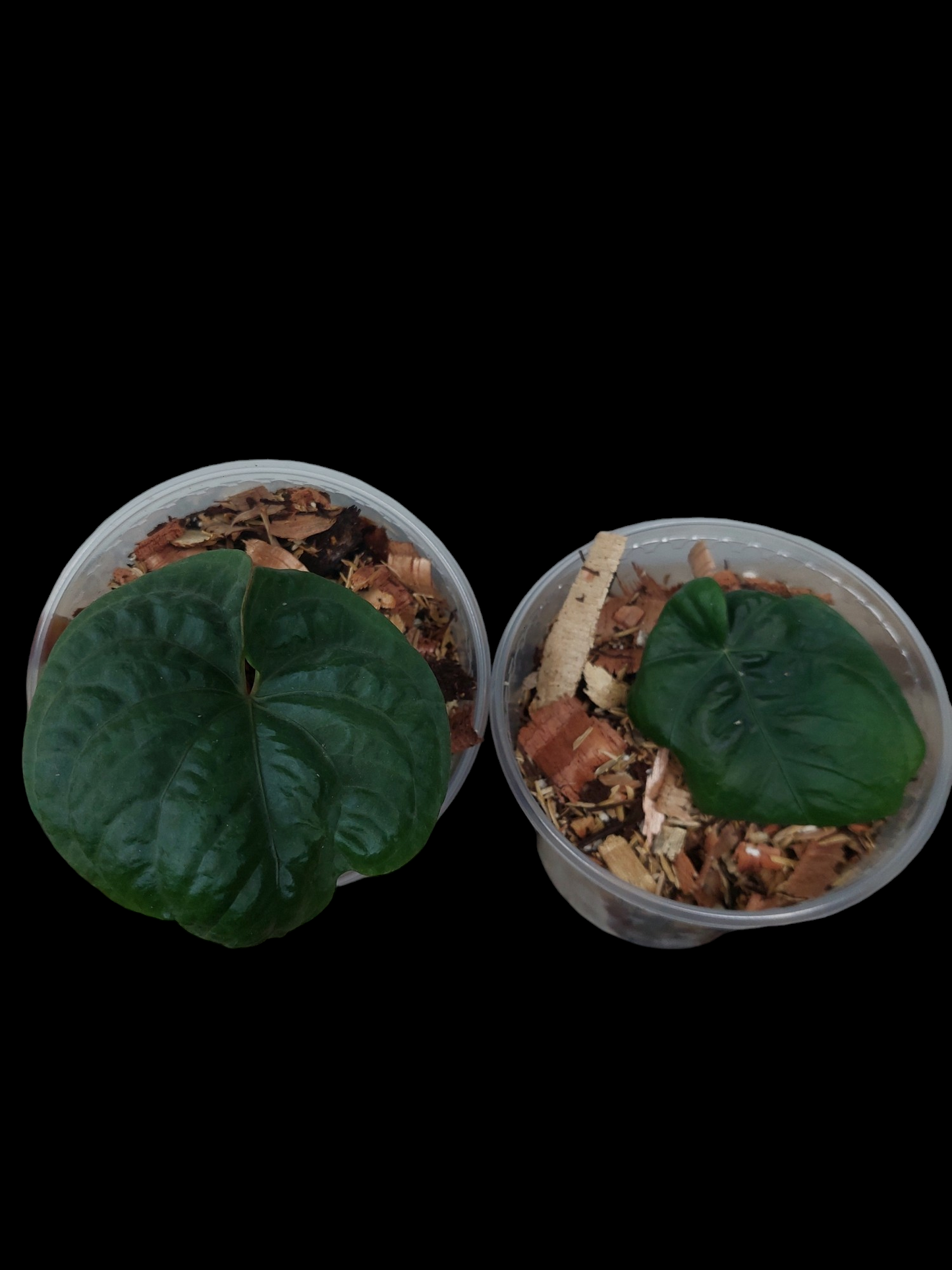 2X Anthurium Dressleri 'Bocas del Toro' and "Rio Guanche" Wild Ecotype (EXACT PLANT)