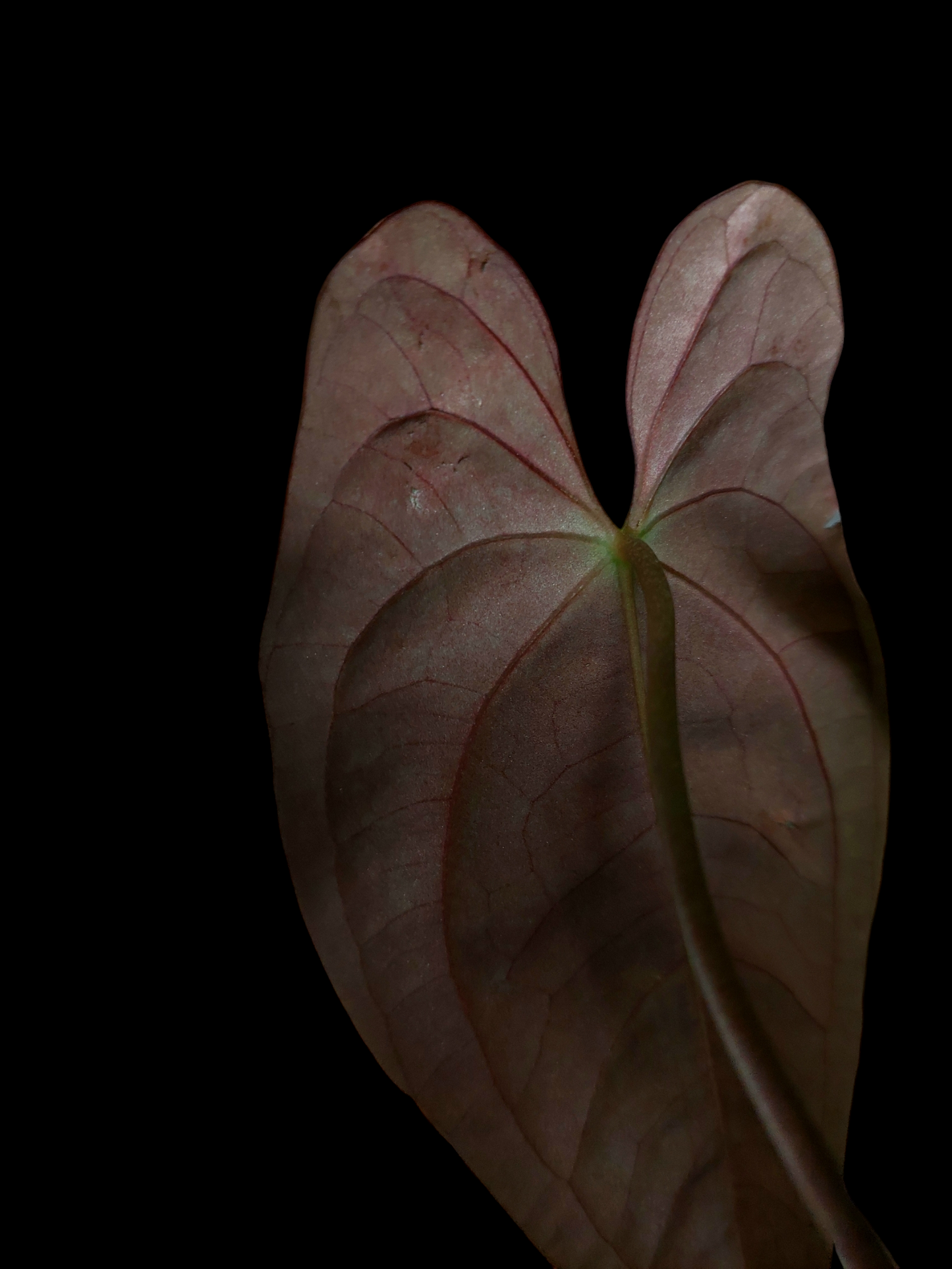 Anthurium Papillilaminum 'Portobelo' with 4 Leaves Wild Ecotype (EXACT PLANT)