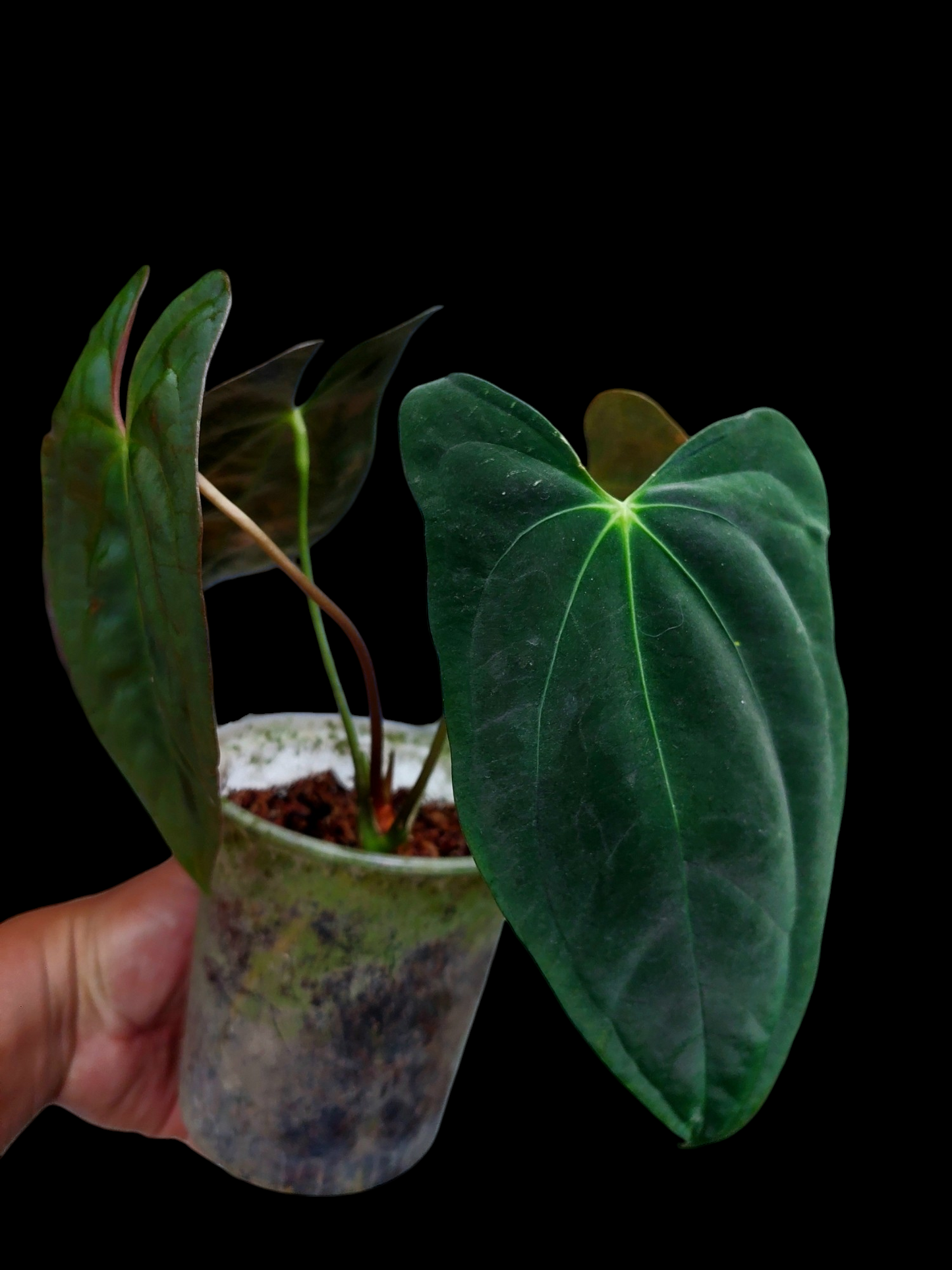 Anthurium Papillilaminum 'Portobelo' with 4 Leaves Wild Ecotype (EXACT PLANT)