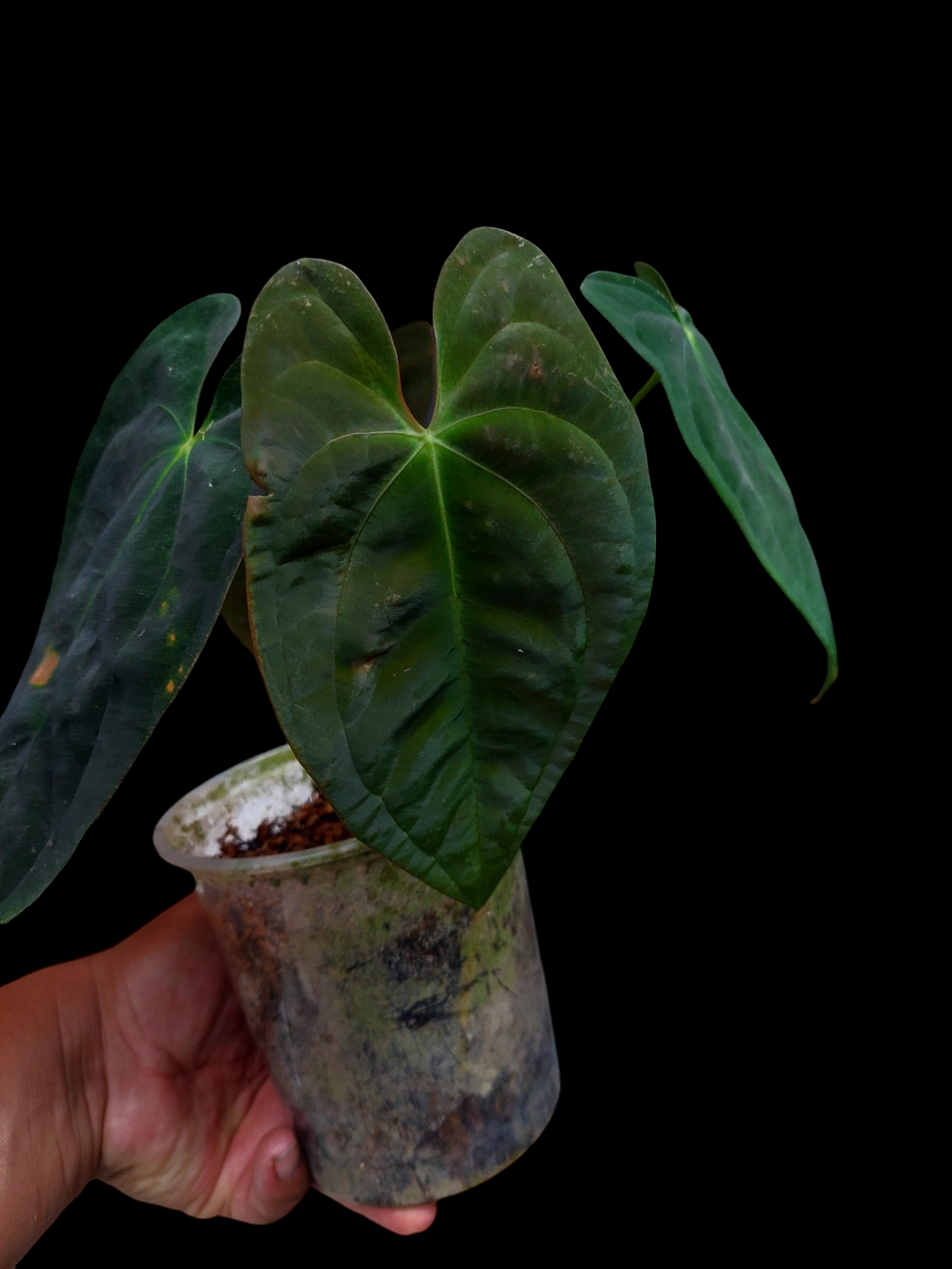 Anthurium Papillilaminum 'Portobelo' with 4 Leaves Wild Ecotype (EXACT PLANT)