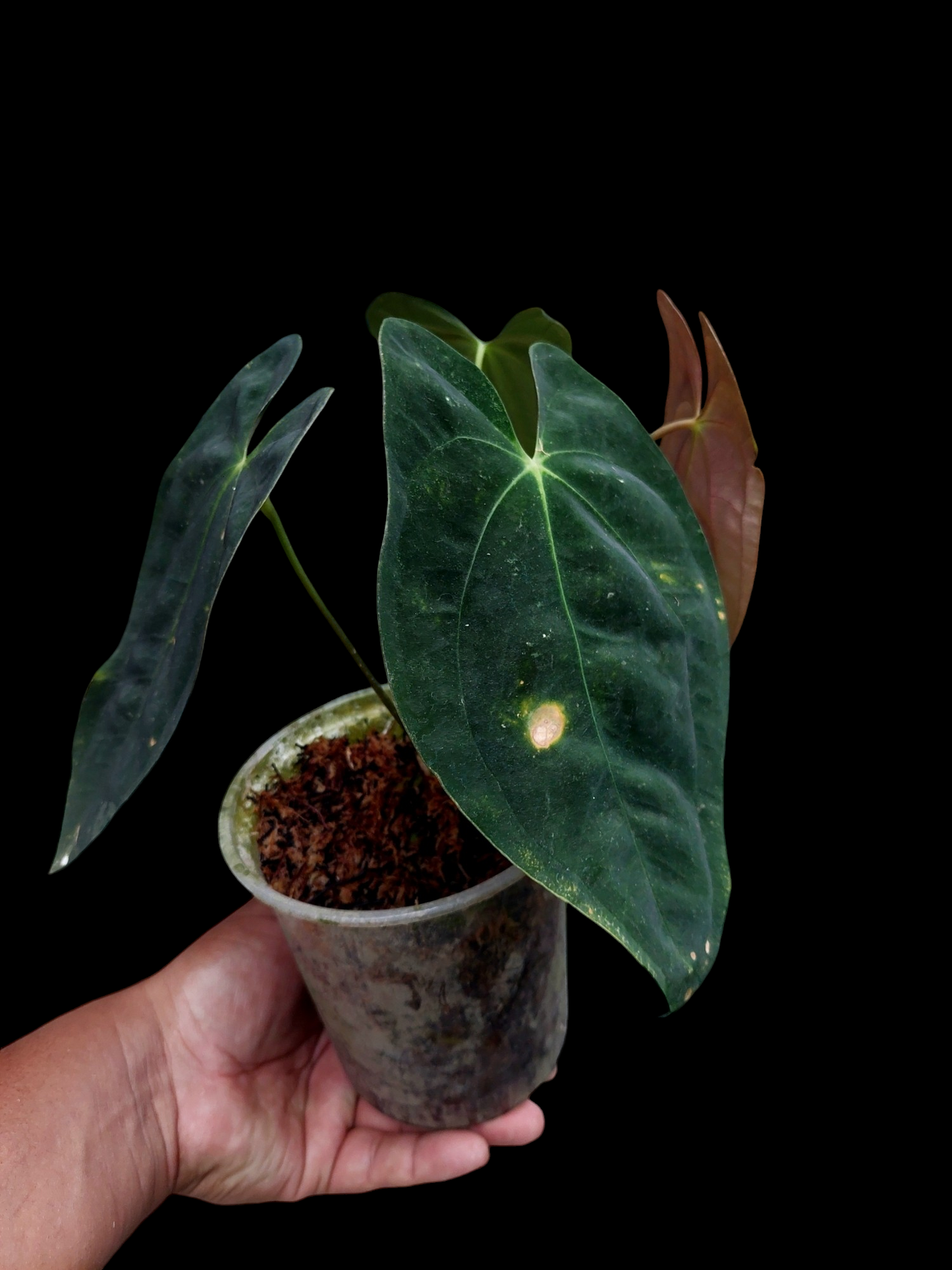 Anthurium Papillilaminum 'Portobelo' with 4 Leaves Wild Ecotype (EXACT PLANT)