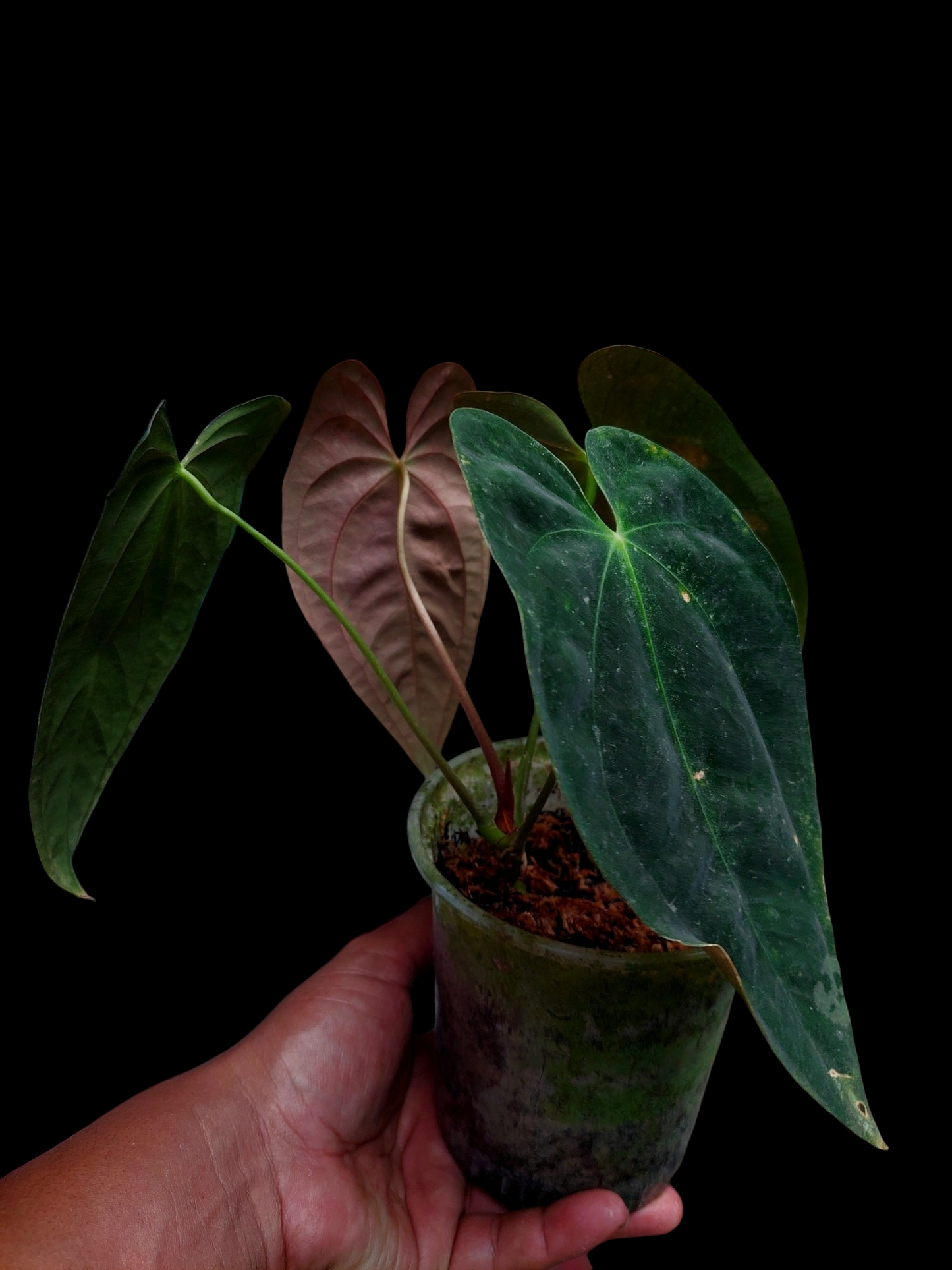 Anthurium Papillilaminum 'Portobelo' with 4 Leaves Wild Ecotype (EXACT PLANT)