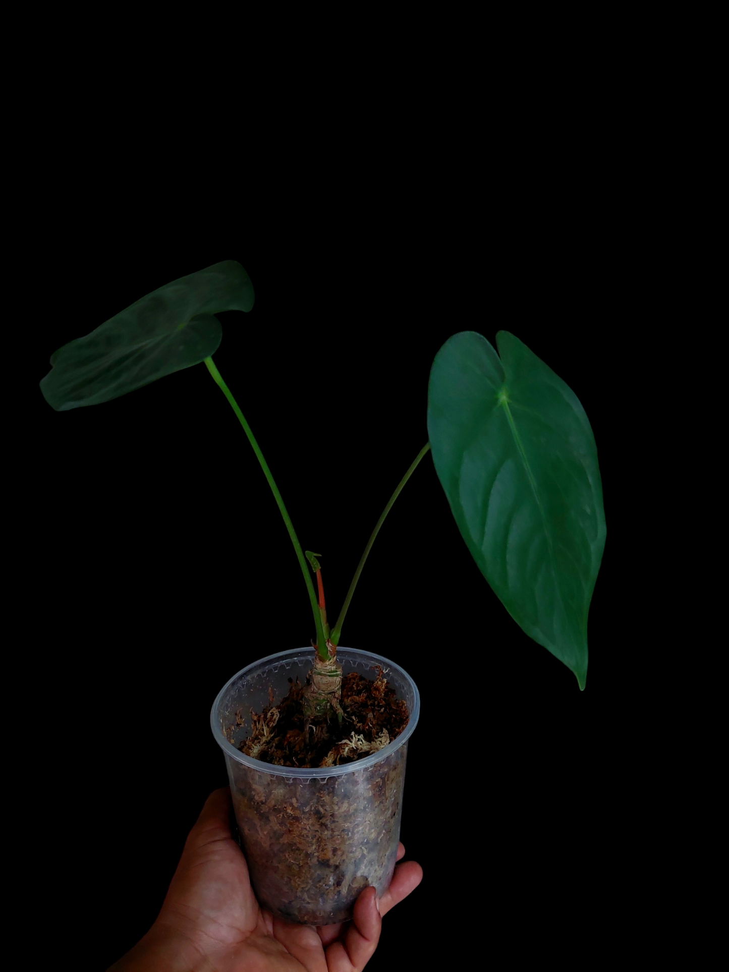 Anthurium sp. 'Peru Dark' Round Form (EXACT PLANT)