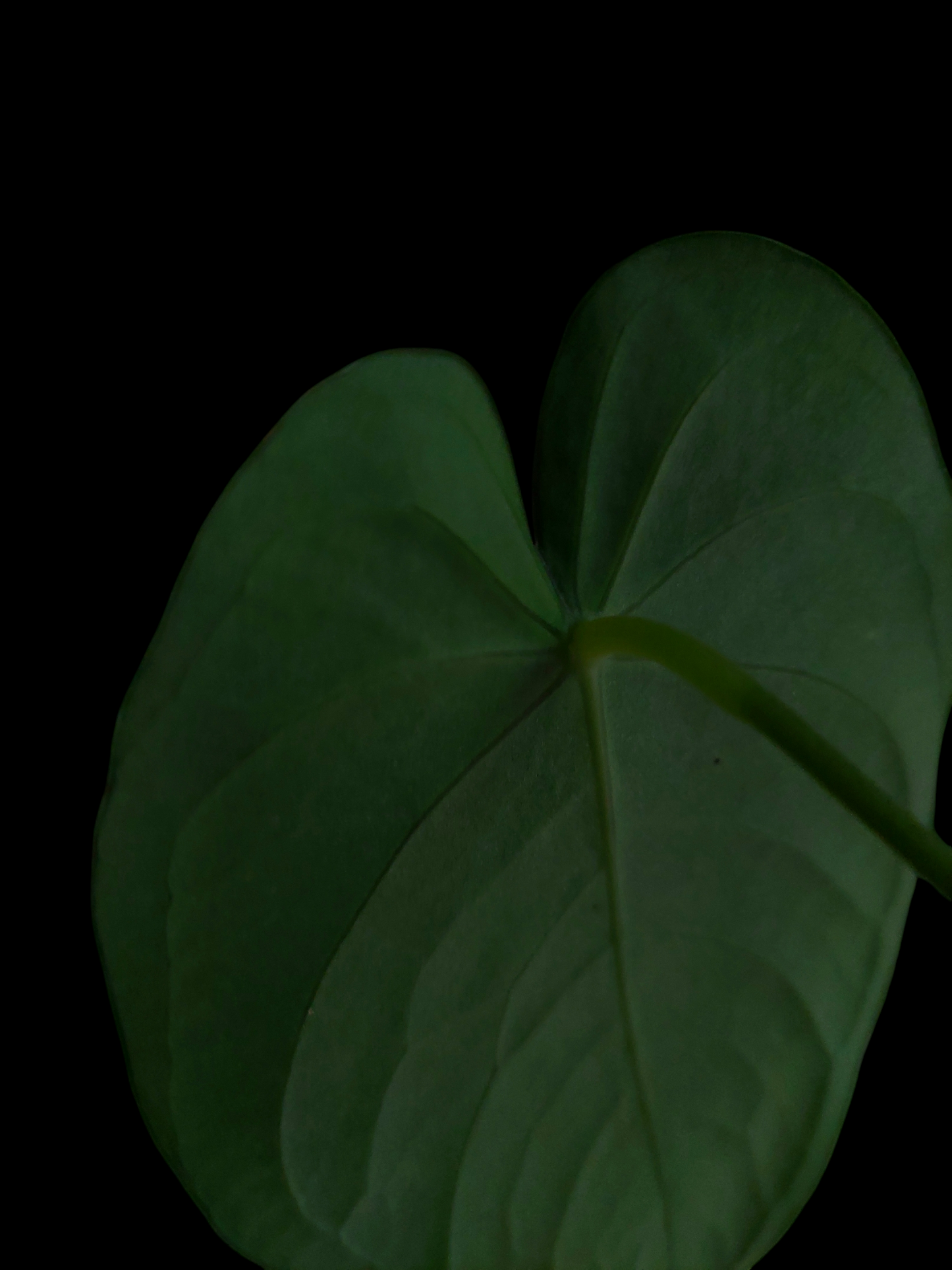 Anthurium sp. 'Peru Dark' Round Form (EXACT PLANT)