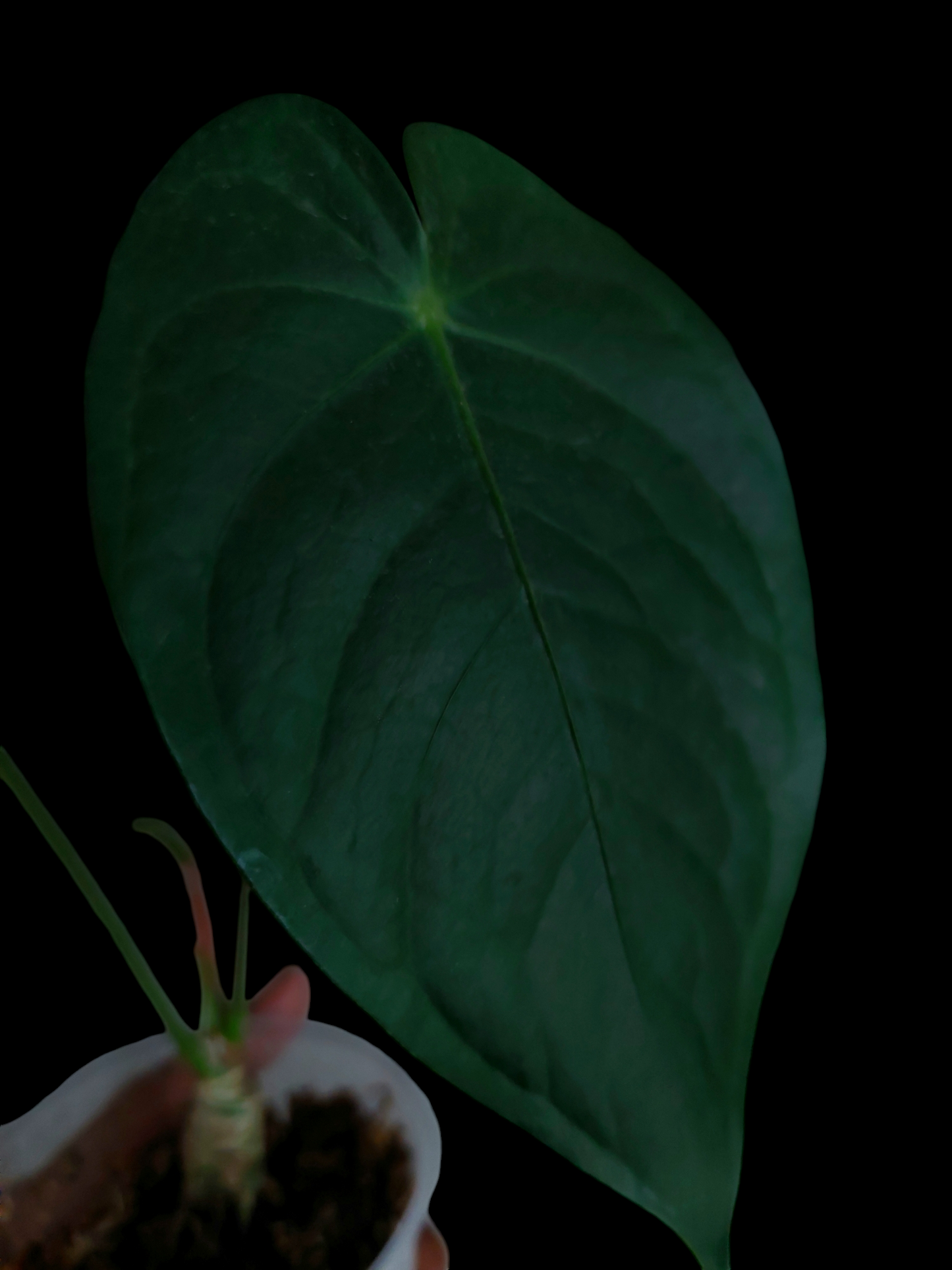 Anthurium sp. 'Peru Dark' Round Form (EXACT PLANT)