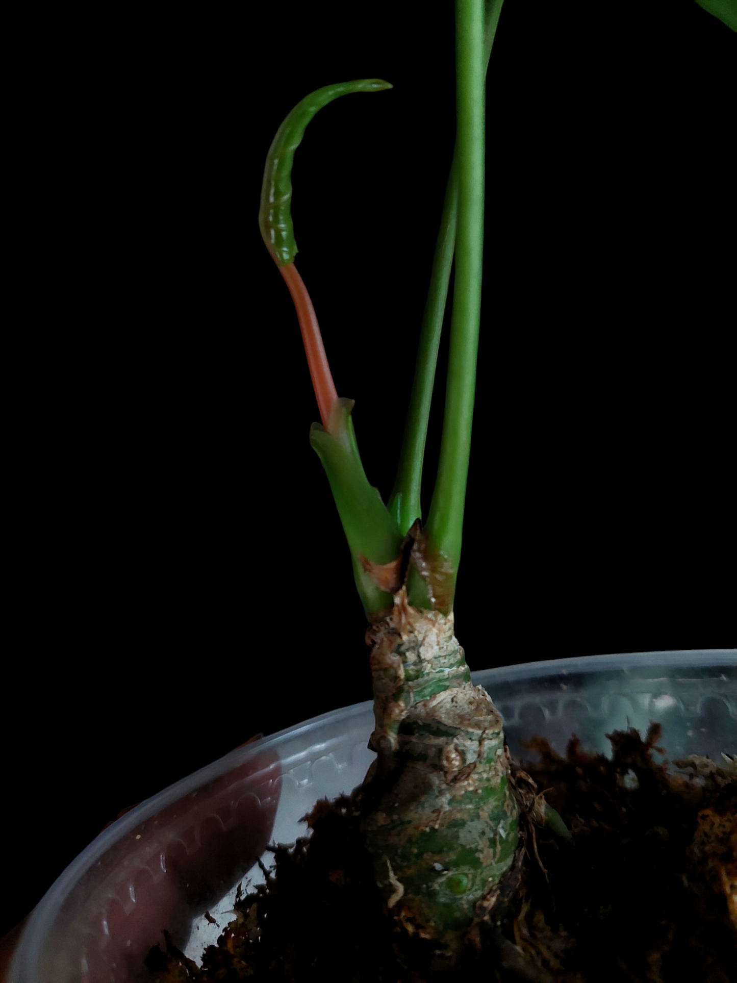 Anthurium sp. 'Peru Dark' Round Form (EXACT PLANT)