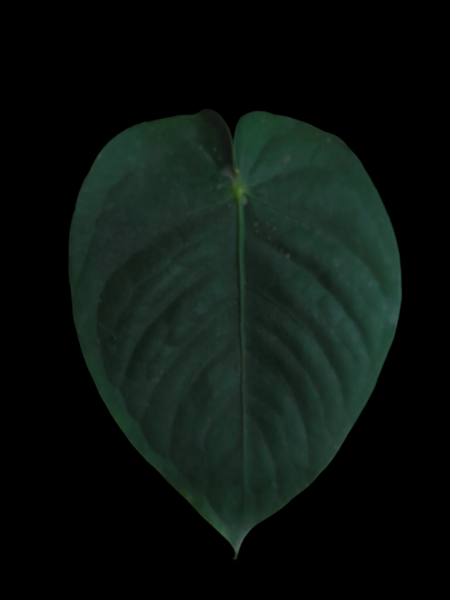 Anthurium sp. 'Peru Dark' Round Form (EXACT PLANT)