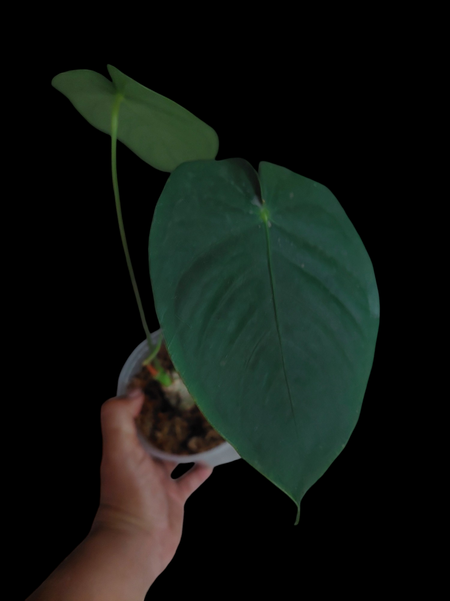 Anthurium sp. 'Peru Dark' Round Form (EXACT PLANT)