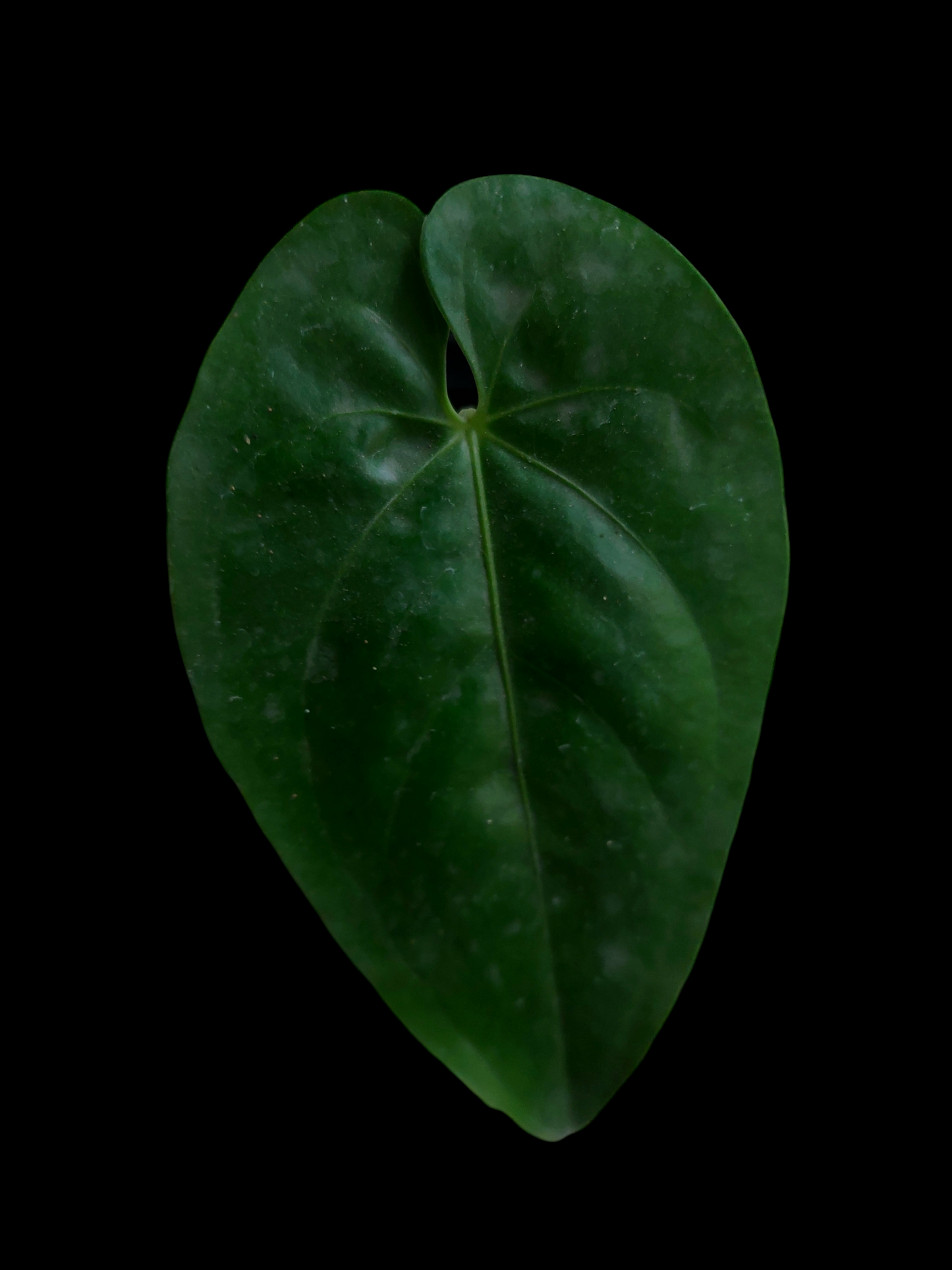 Anthurium sp. "Cumbazino" Small Size Wild Ecotype (EXACT PLANT)