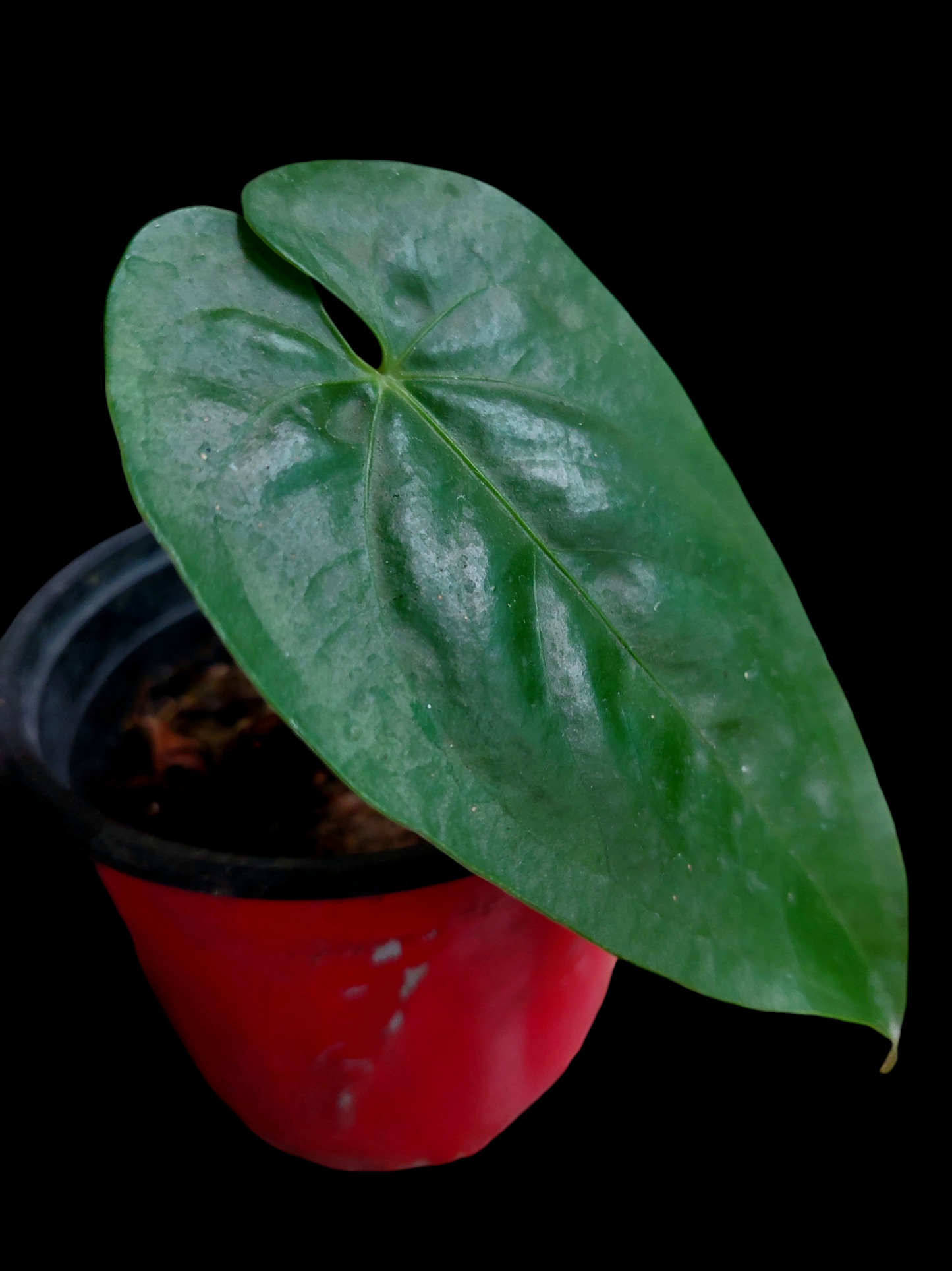 Anthurium sp. "Cumbazino" Small Size Wild Ecotype (EXACT PLANT)