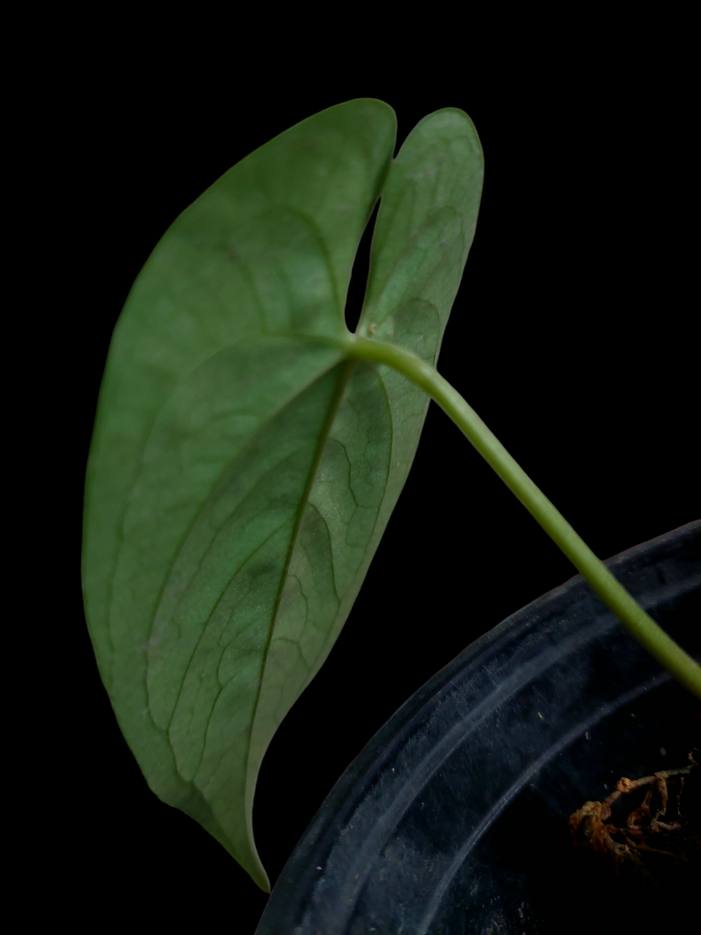 Anthurium sp. "Cumbazino" Small Size Wild Ecotype (EXACT PLANT)